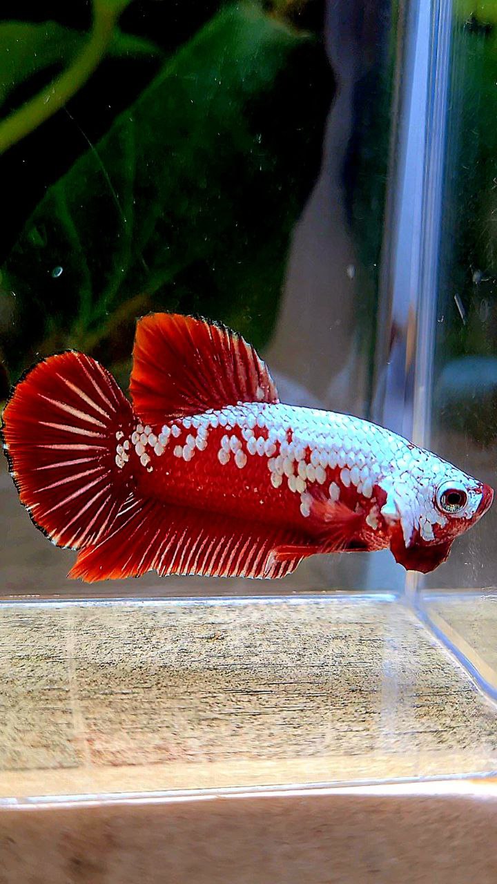 PLAKAT RED SAMURAI SNOW MAMBA BETTA FISH