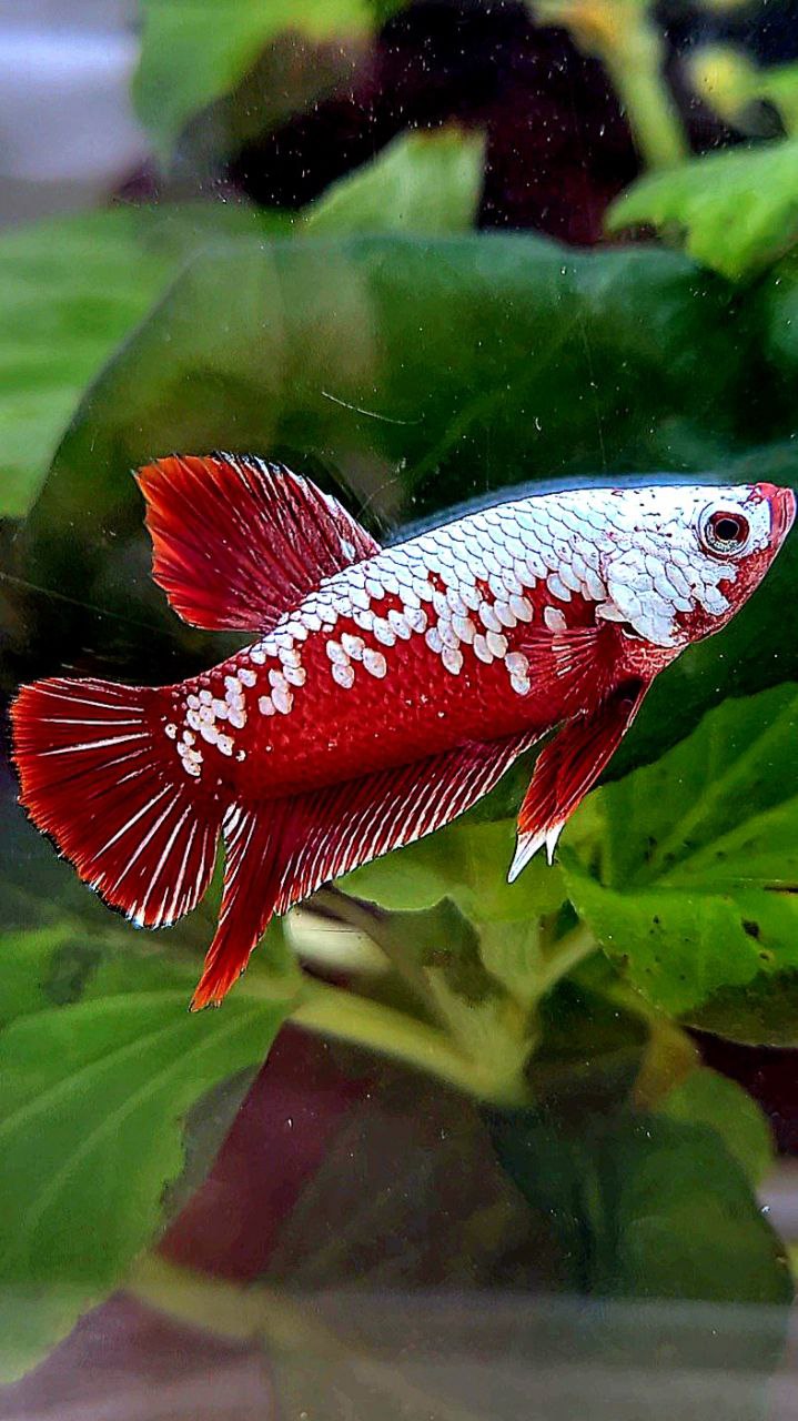 PLAKAT RED SAMURAI SNOW MAMBA BETTA FISH