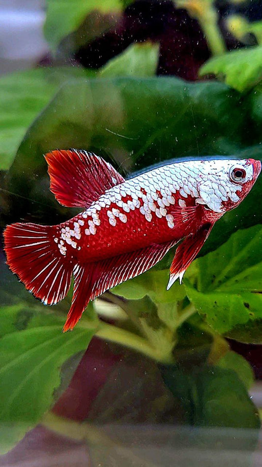 PLAKAT RED SAMURAI SNOW MAMBA BETTA FISH