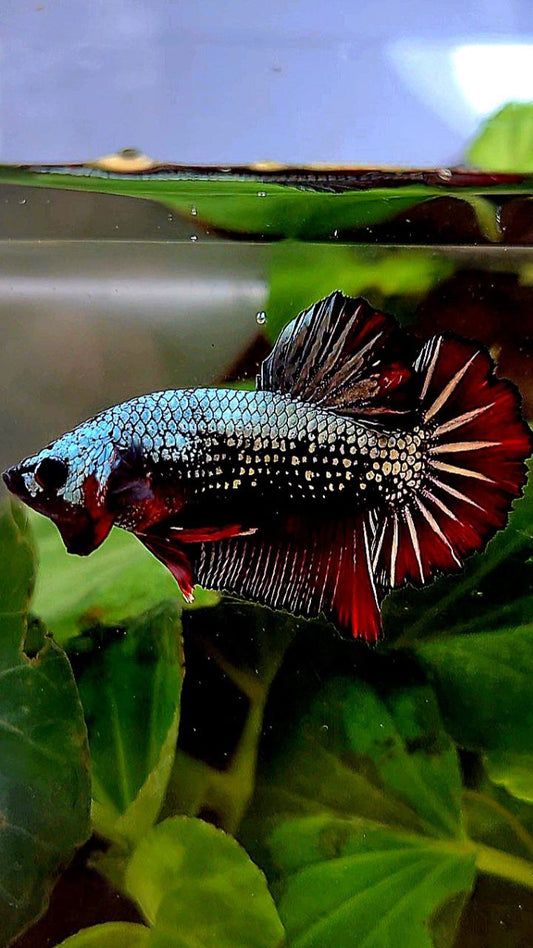 PLAKAT COPPER RED FANCY BETTA FISH