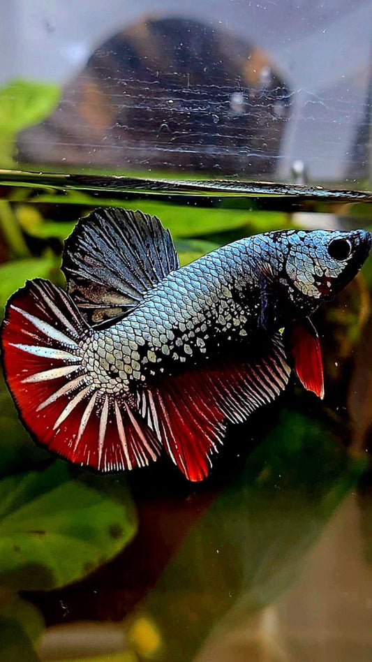 PLAKAT COPPER RED FANCY BETTA FISH