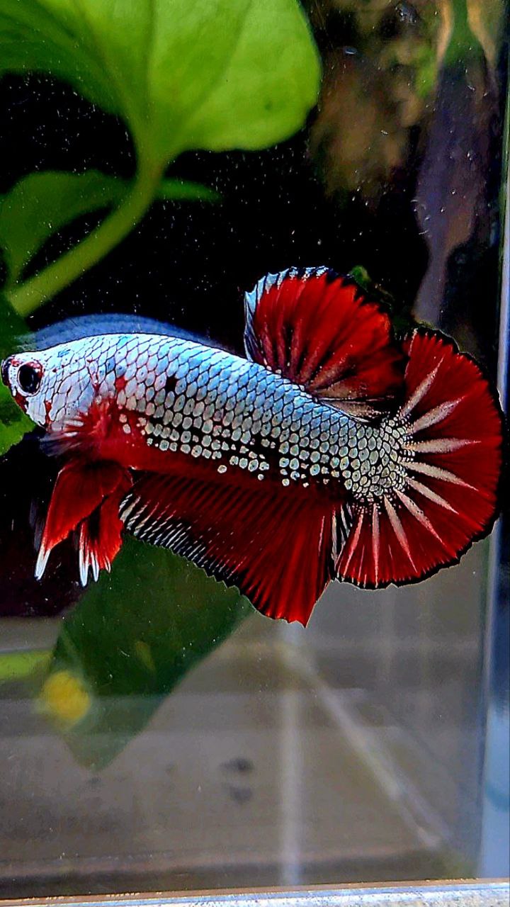 PLAKAT COPPER RED FANCY BETTA FISH