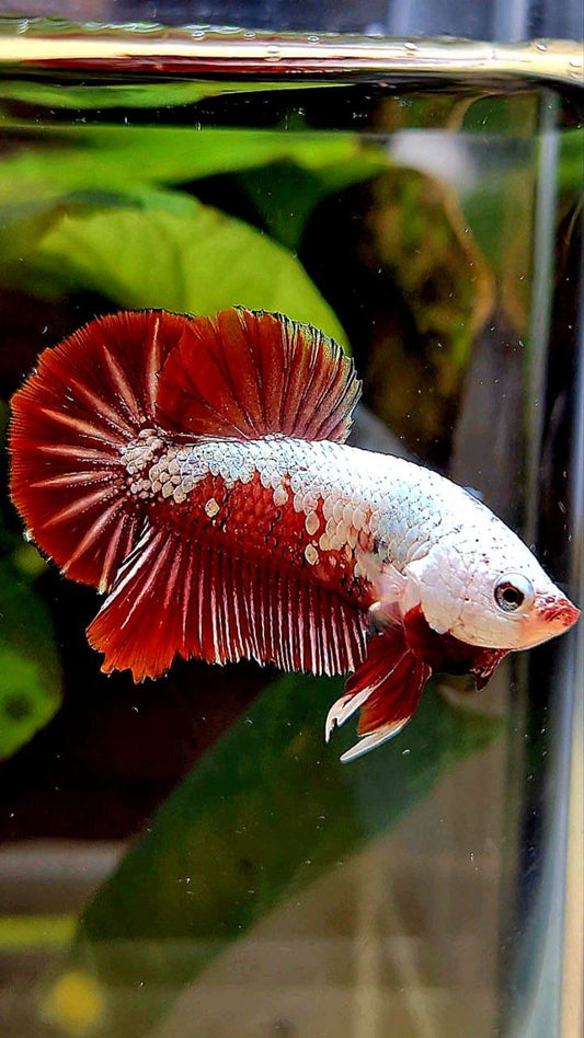 PLAKAT RED SAMURAI SNOW MAMBA BETTA FISH