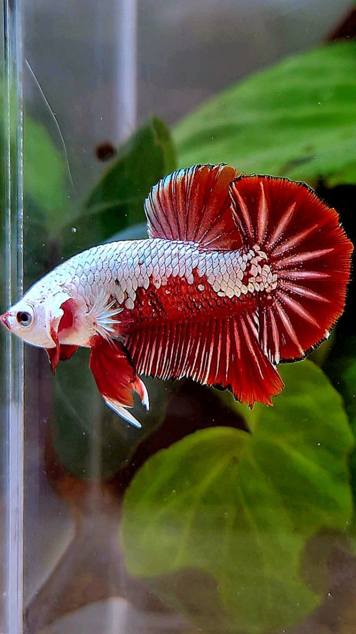 PLAKAT RED SAMURAI SNOW MAMBA BETTA FISH