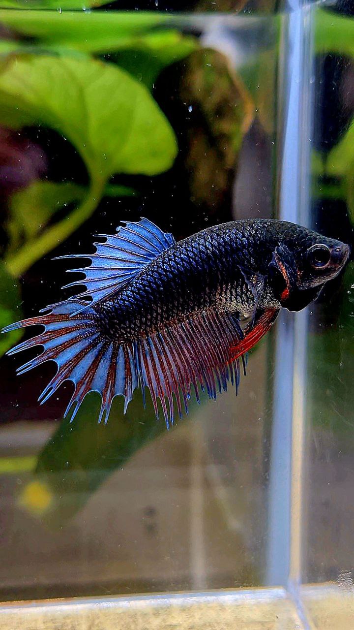 FEMALE KING CROWNTAIL DARK BLUE ORANGE BETTA FISH