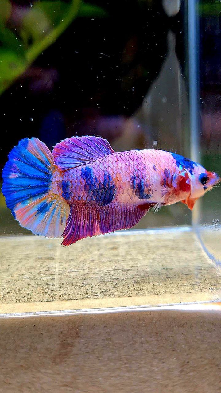 FEMALE PLAKAT PURPLE CANDY MULTICOLOR BETTA FISH