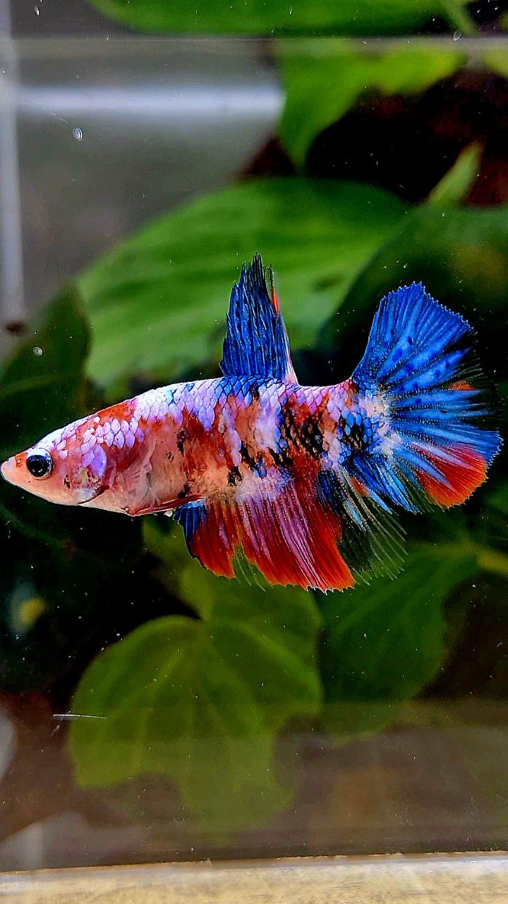 FEMALE HALFMOON KOI GALAXY MULTICOLOR BETTA FISH
