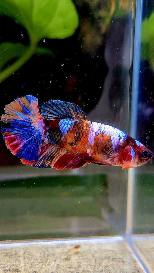 FEMALE PLAKAT GALAXY MULTICOLOR BETTA FISH