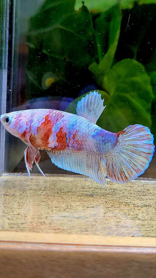 FEMALE PLAKAT BARONGSAI WHITE GALAXY MULTICOLOR BETTA FISH
