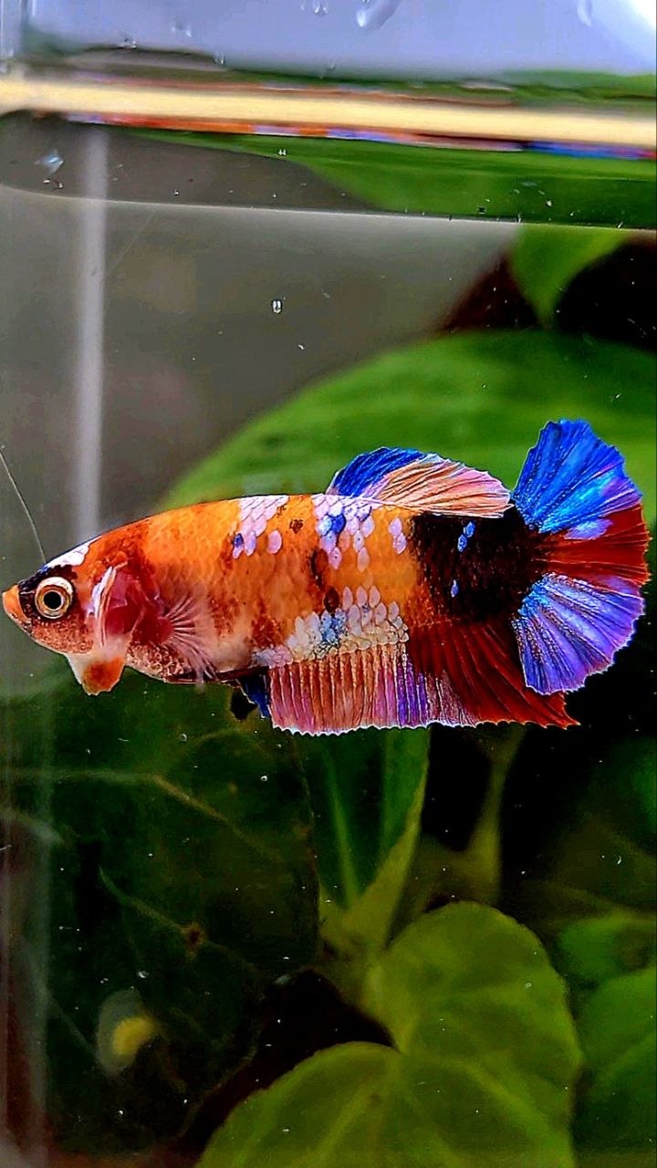 FEMALE PLAKAT ORANGE CANDY MULTICOLOR BETTA FISH