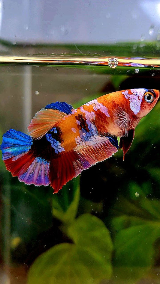 FEMALE PLAKAT ORANGE CANDY MULTICOLOR BETTA FISH