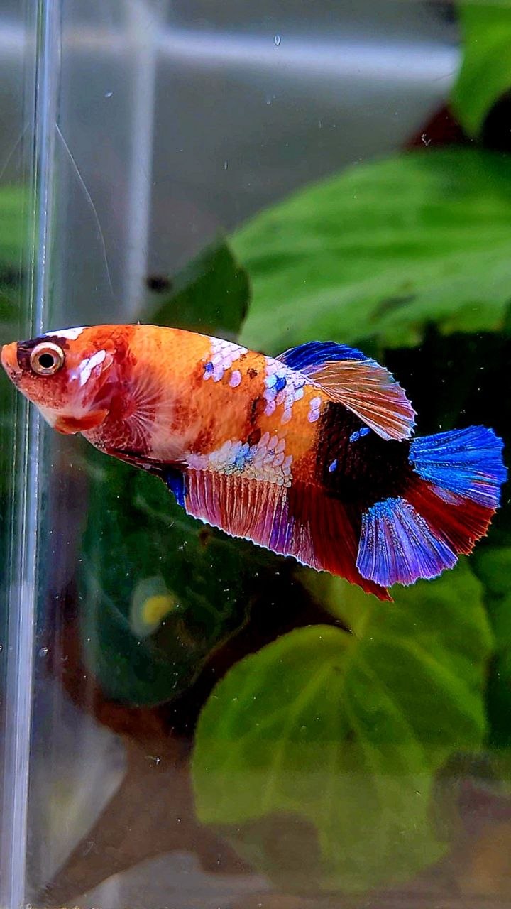 FEMALE PLAKAT ORANGE CANDY MULTICOLOR BETTA FISH