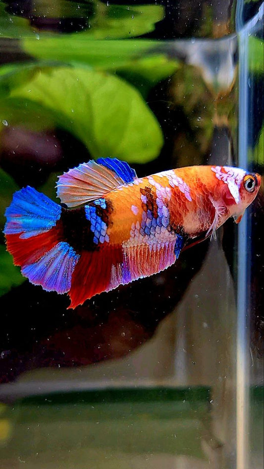 FEMALE PLAKAT ORANGE CANDY MULTICOLOR BETTA FISH