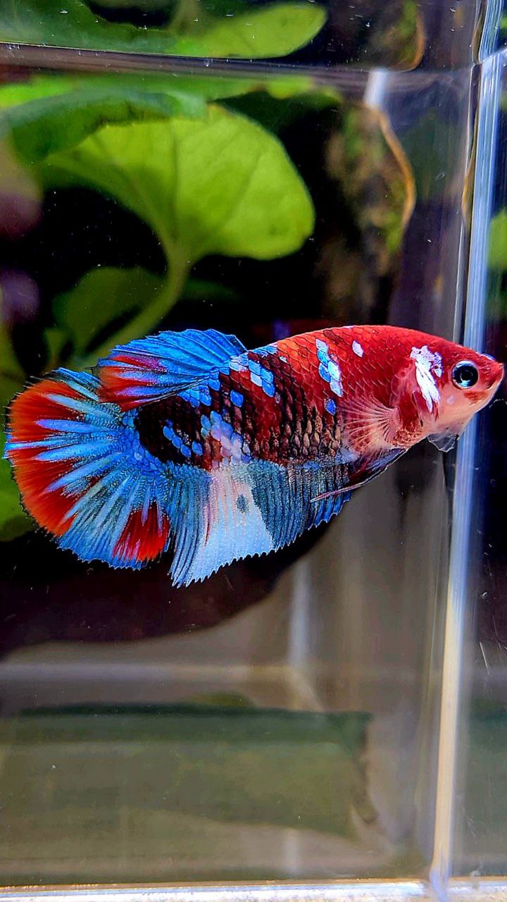 FEMALE HALFMOON GALAXY MULTICOLOR BETTA FISH