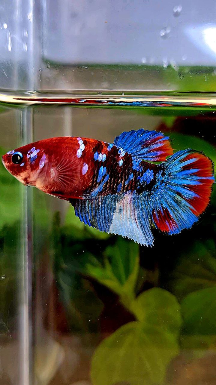 FEMALE HALFMOON GALAXY MULTICOLOR BETTA FISH