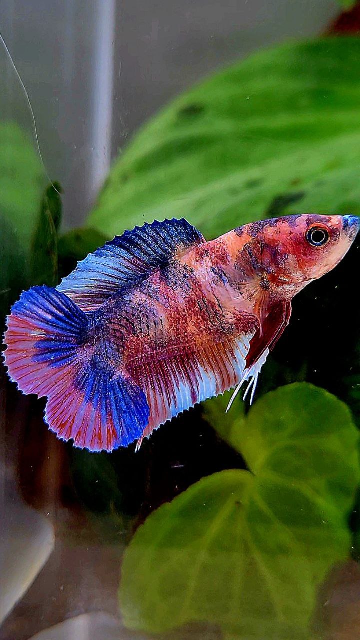 FEMALE PLAKAT DOUBLE TAIL PURPLE CANDY MULTICOLOR BETTA FISH