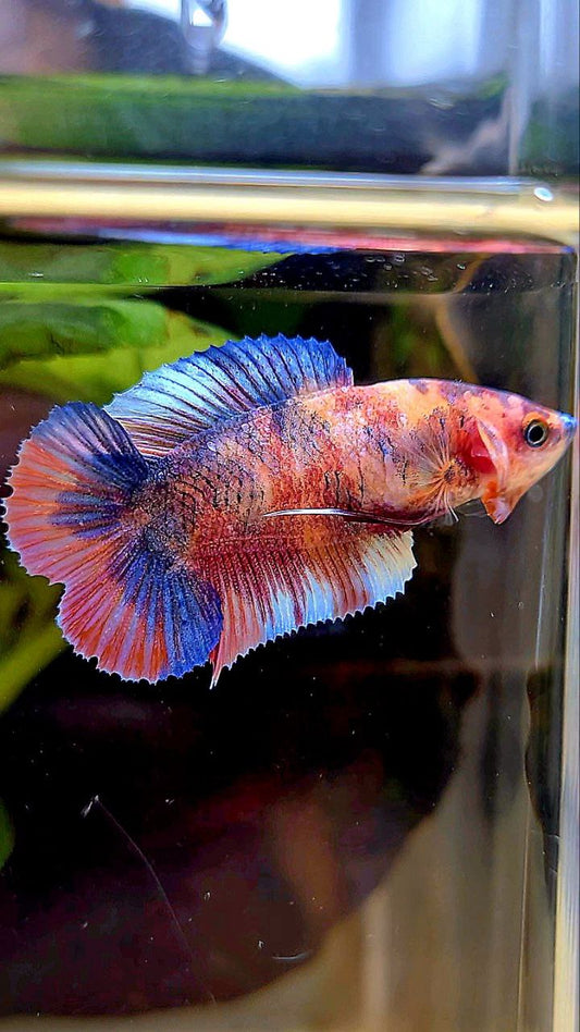 FEMALE PLAKAT DOUBLE TAIL PURPLE CANDY MULTICOLOR BETTA FISH