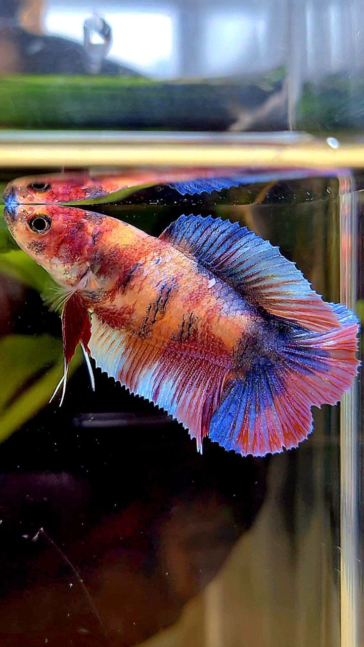FEMALE PLAKAT DOUBLE TAIL PURPLE CANDY MULTICOLOR BETTA FISH