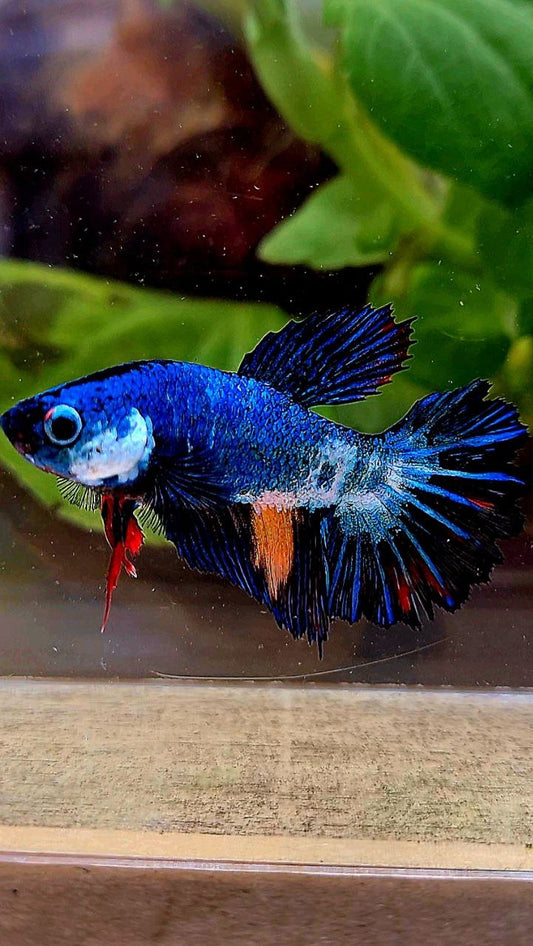 FEMALE HALFMOON ROSETAIL BLUE PANDA MULTICOLOR BETTA FISH