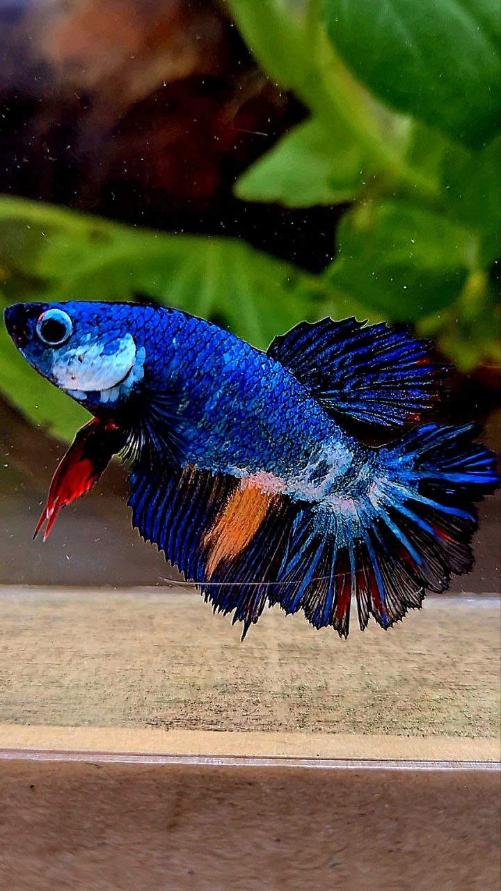 FEMALE HALFMOON ROSETAIL BLUE PANDA MULTICOLOR BETTA FISH