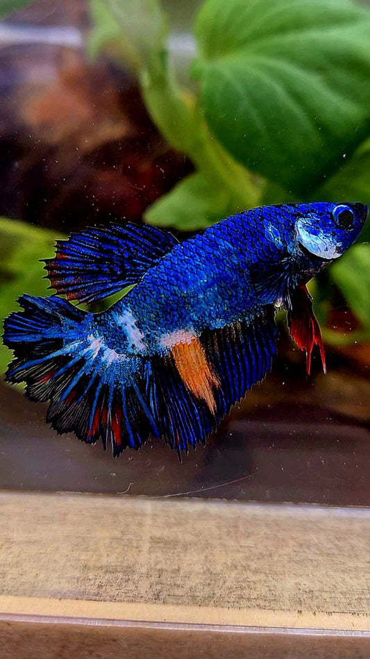 FEMALE HALFMOON ROSETAIL BLUE PANDA MULTICOLOR BETTA FISH