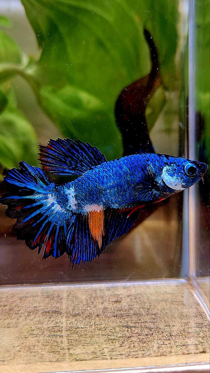 FEMALE HALFMOON ROSETAIL BLUE PANDA MULTICOLOR BETTA FISH