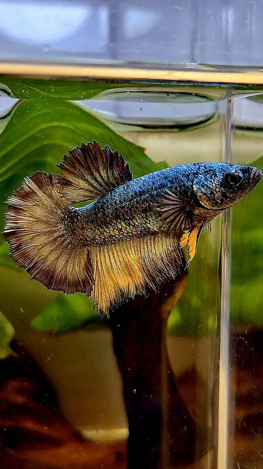 FEMALE HALFMOON ROSETAIL COPPER DRAGON YELLOW MUSTARD BETTA FISH