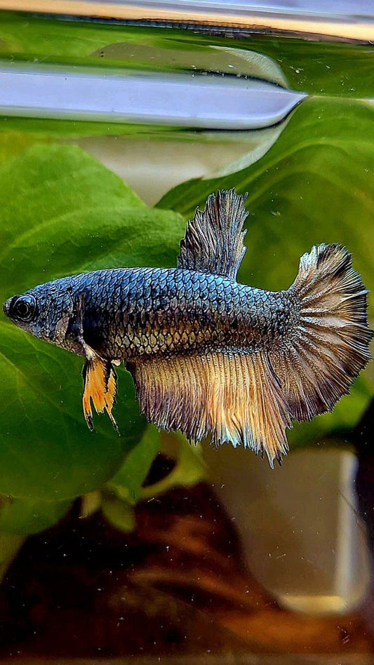 FEMALE HALFMOON ROSETAIL COPPER DRAGON YELLOW MUSTARD BETTA FISH
