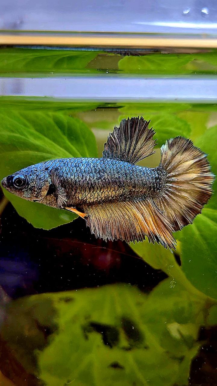 FEMALE HALFMOON ROSETAIL COPPER DRAGON YELLOW MUSTARD BETTA FISH