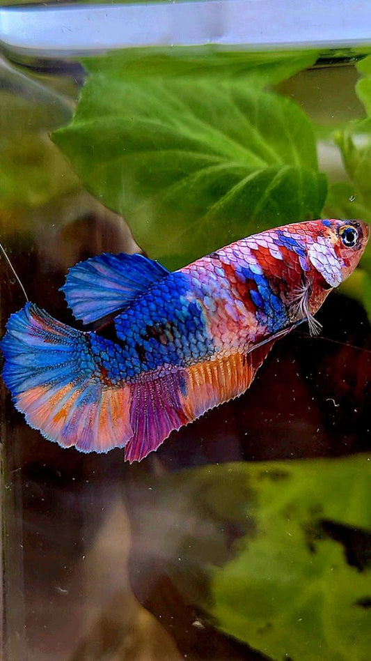 FEMALE PLAKAT ORANGE CANDY GALAXY MULTICOLOR BETTA FISH