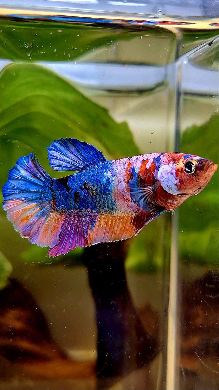 FEMALE PLAKAT ORANGE CANDY GALAXY MULTICOLOR BETTA FISH