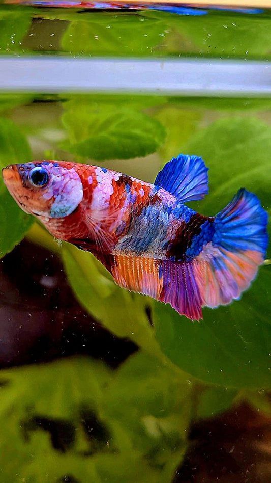 FEMALE PLAKAT ORANGE CANDY GALAXY MULTICOLOR BETTA FISH