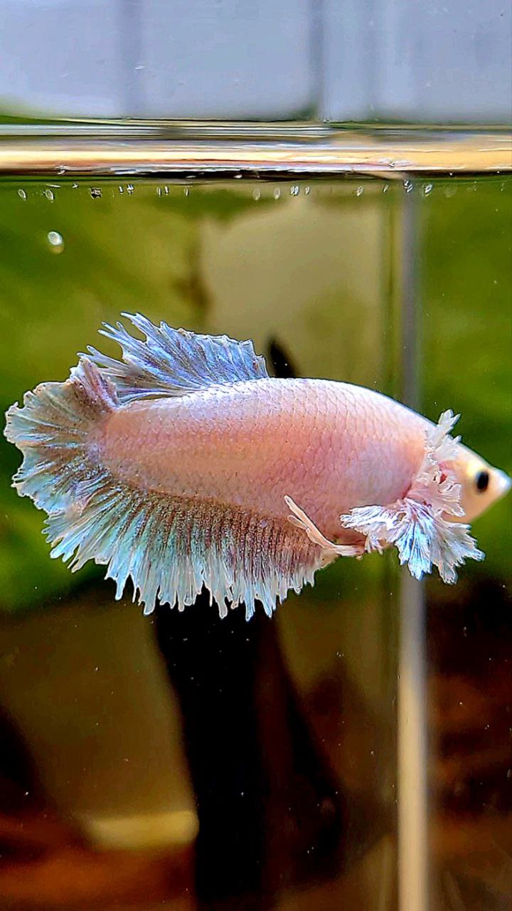 FEMALE HALFMOON FEATHER TAIL DUMBO EAR WHITE BETTA FISH