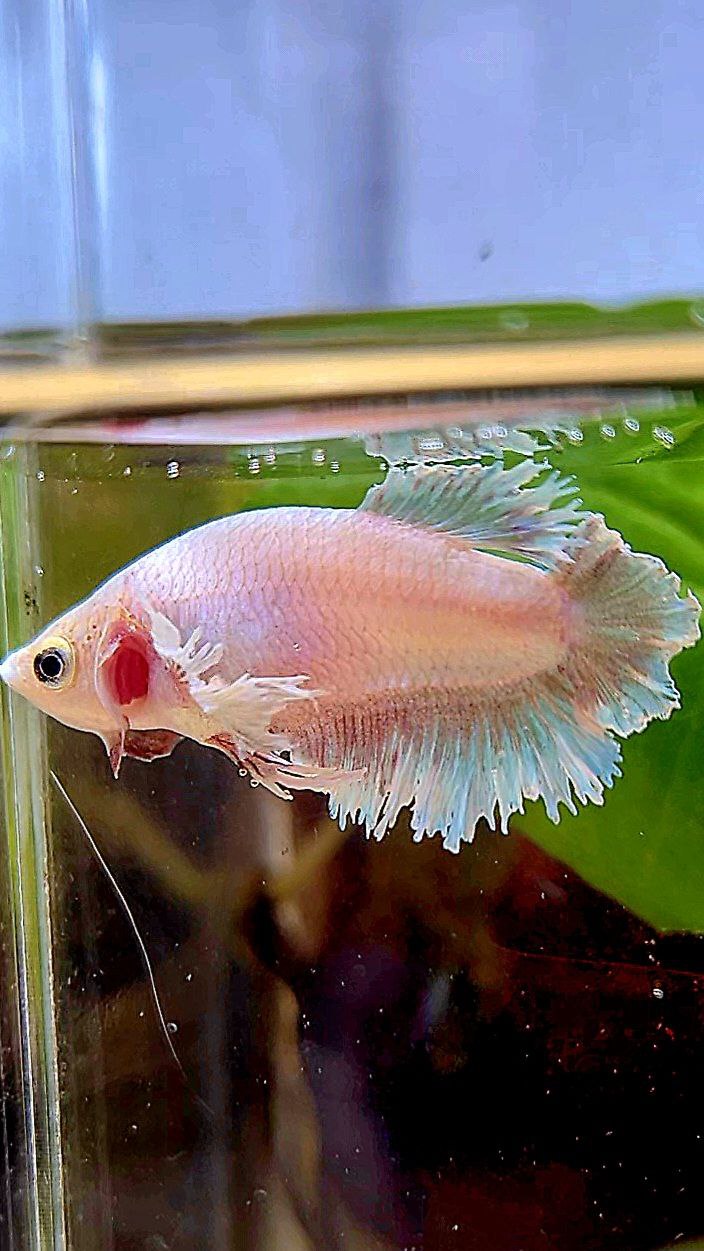 FEMALE HALFMOON FEATHER TAIL DUMBO EAR WHITE BETTA FISH