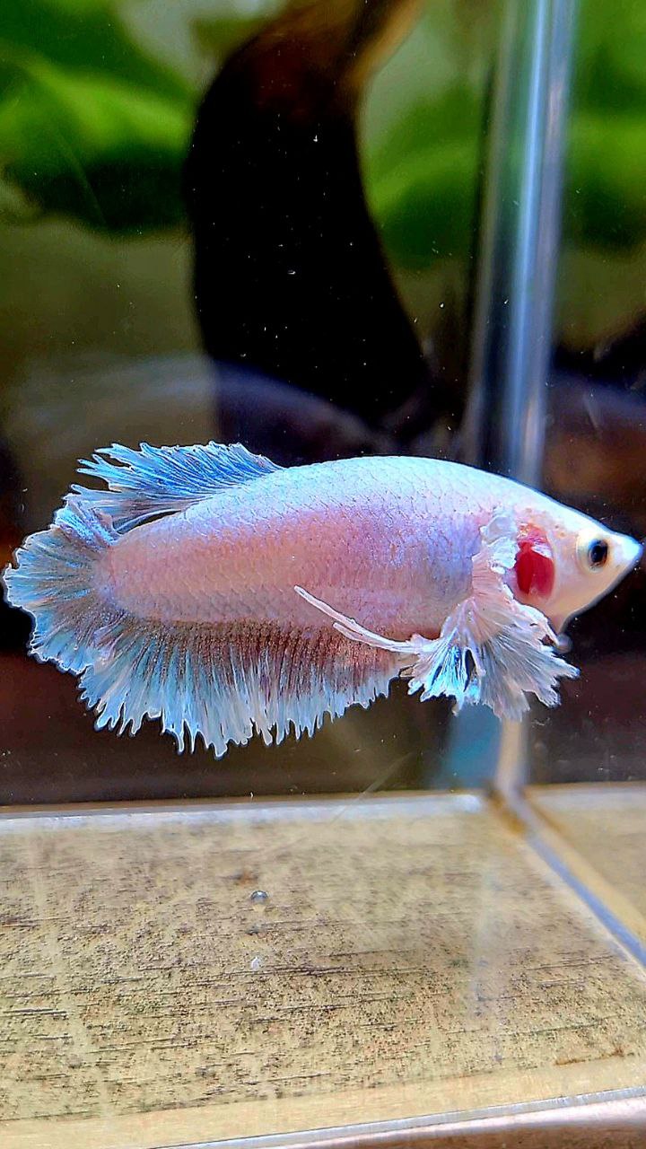 FEMALE HALFMOON FEATHER TAIL DUMBO EAR WHITE BETTA FISH