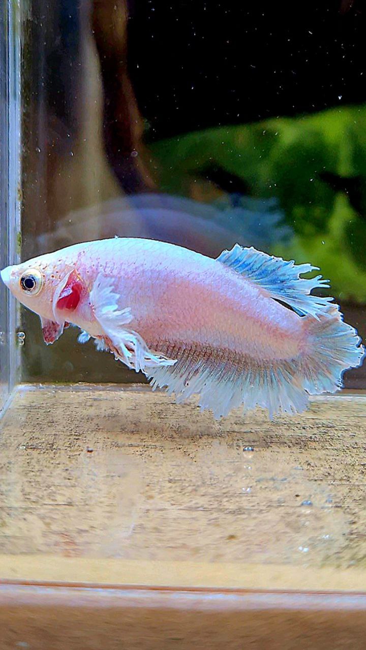 FEMALE HALFMOON FEATHER TAIL DUMBO EAR WHITE BETTA FISH