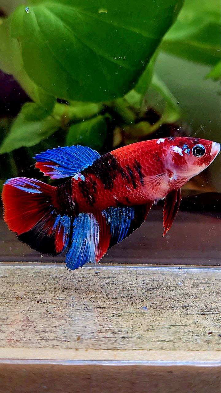 FEMALE HALFMOON RED KOI GALAXY MULTICOLOR BETTA FISH