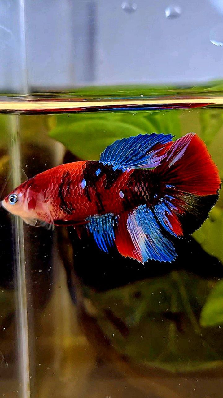 FEMALE HALFMOON RED KOI GALAXY MULTICOLOR BETTA FISH
