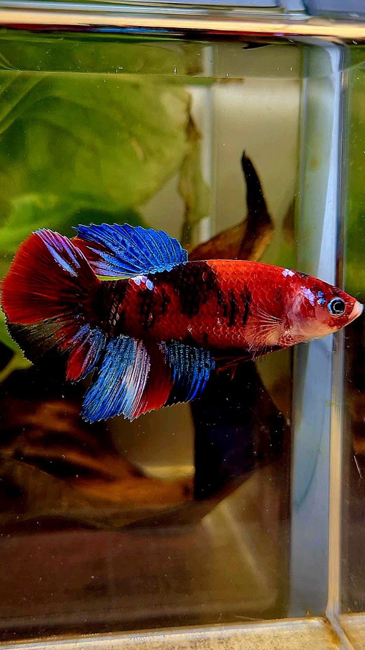 FEMALE HALFMOON RED KOI GALAXY MULTICOLOR BETTA FISH
