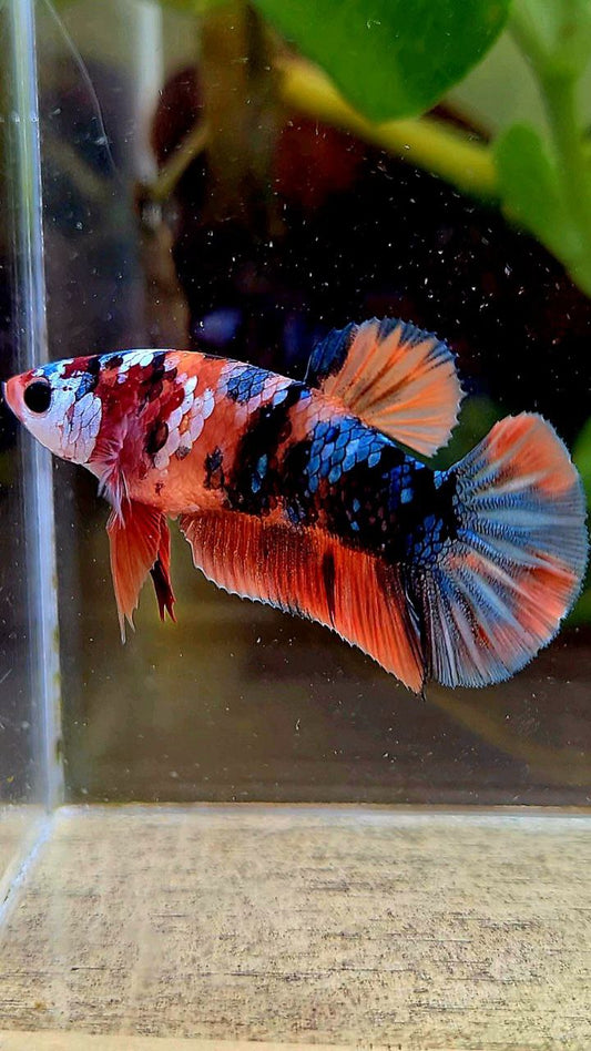 FEMALE PLAKAT ORANGE COPPER GALAXY MULTICOLOR BETTA FISH