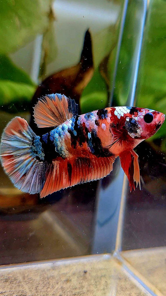 FEMALE PLAKAT ORANGE COPPER GALAXY MULTICOLOR BETTA FISH