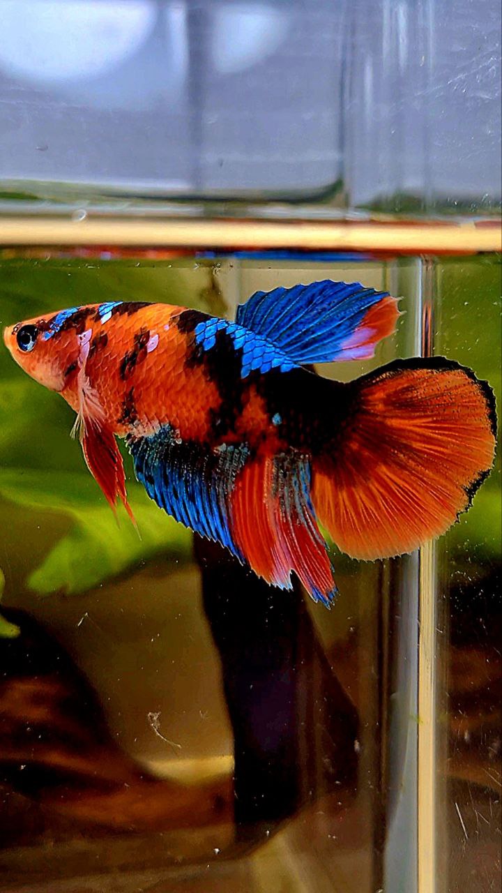 FEMALE HALFMOON ORANGE GALAXY MULTICOLOR BETTA FISH