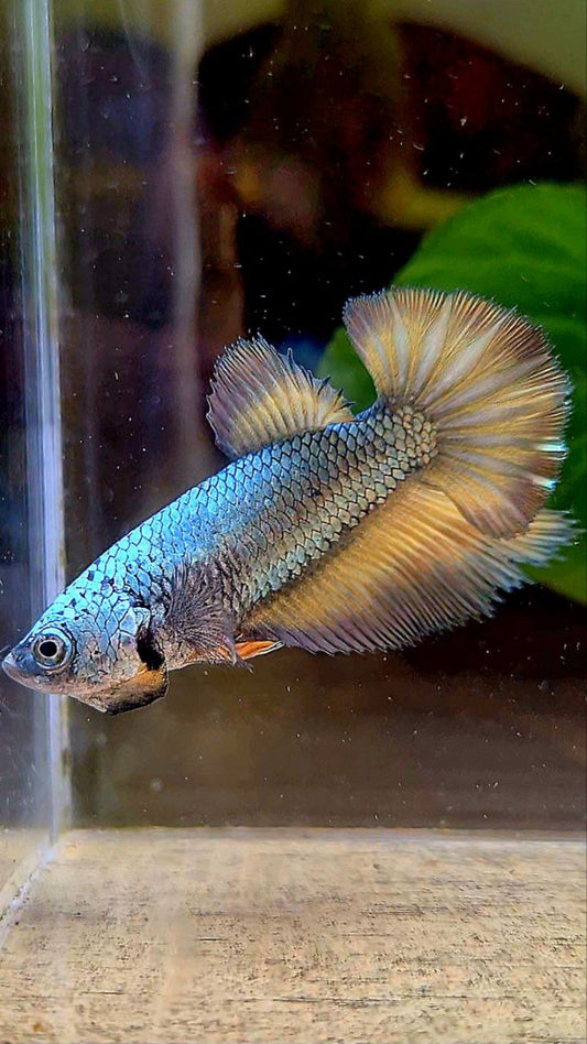 FEMALE HALFMOON COPPER DRAGON YELLOW MUSTARD BETTA FISH