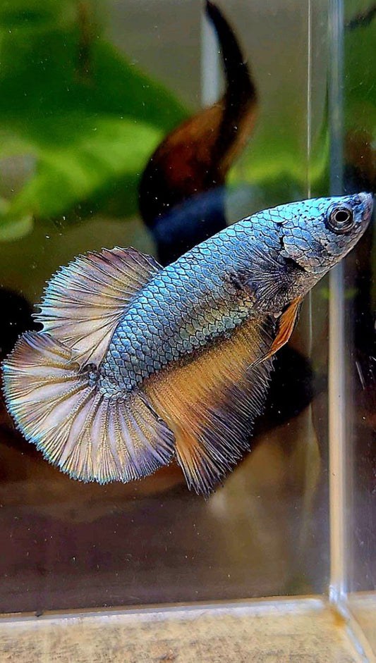 FEMALE HALFMOON COPPER DRAGON YELLOW MUSTARD BETTA FISH