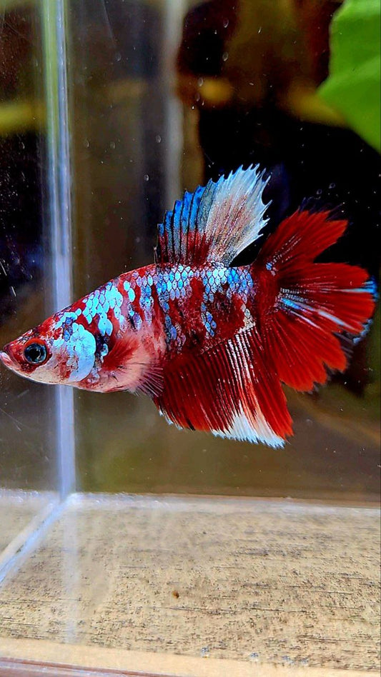 FEMALE HALFMOON DOUBLE TAIL BARONGSAI RED WHITE GALAXY BETTA FISH