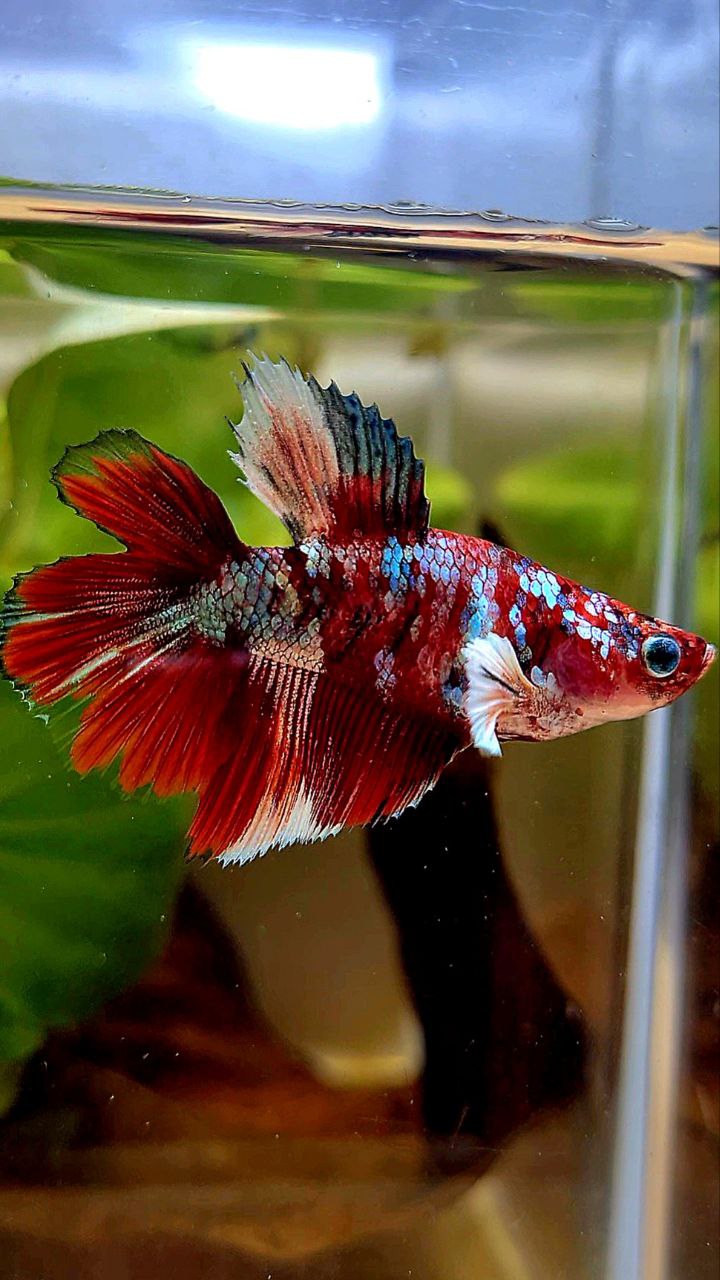 FEMALE HALFMOON DOUBLE TAIL BARONGSAI RED WHITE GALAXY BETTA FISH