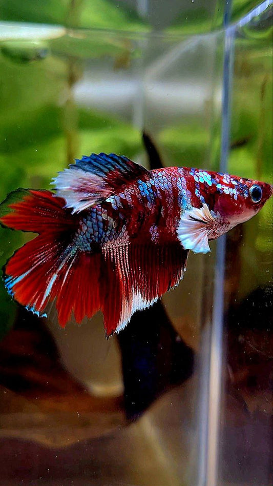 FEMALE HALFMOON DOUBLE TAIL BARONGSAI RED WHITE GALAXY BETTA FISH