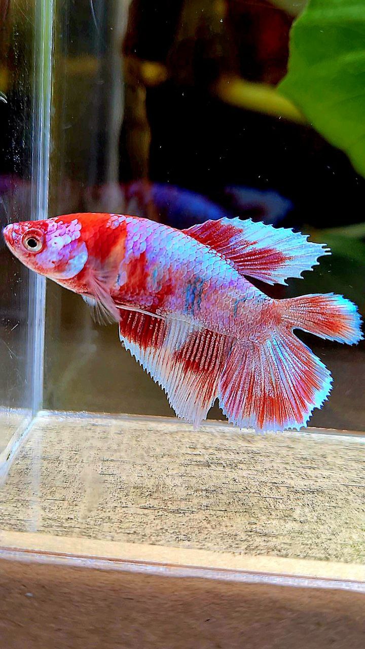 FEMALE HALFMOON DOUBLE TAIL BARONGSAI RED WHITE GALAXY MULTICOLOR BETTA FISH