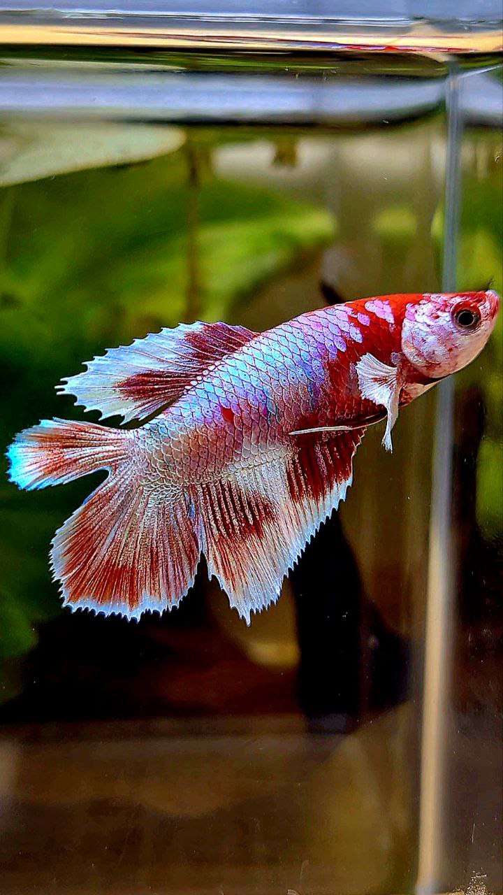 FEMALE HALFMOON DOUBLE TAIL BARONGSAI RED WHITE GALAXY MULTICOLOR BETTA FISH
