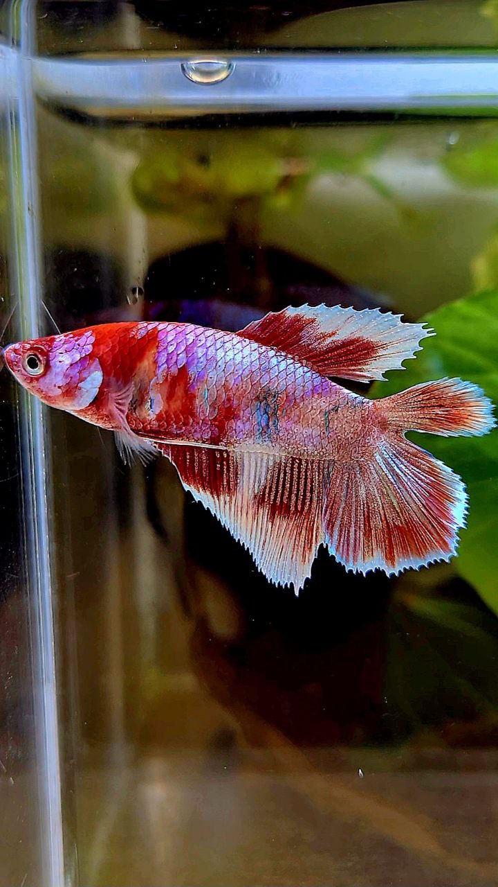 FEMALE HALFMOON DOUBLE TAIL BARONGSAI RED WHITE GALAXY MULTICOLOR BETTA FISH